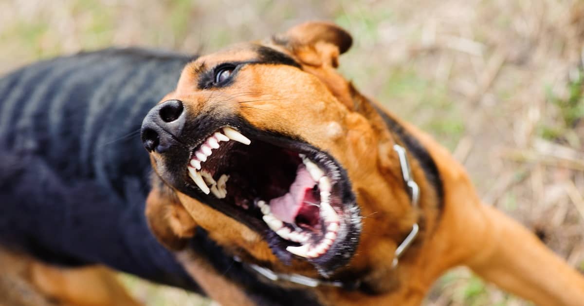 Is The Owner Of A Dog Liable For Unprovoked Dog Attacks 