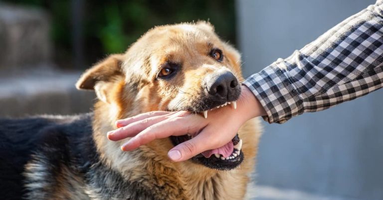 what-is-strict-liability-in-a-dog-bite-claim-the-flood-law-firm